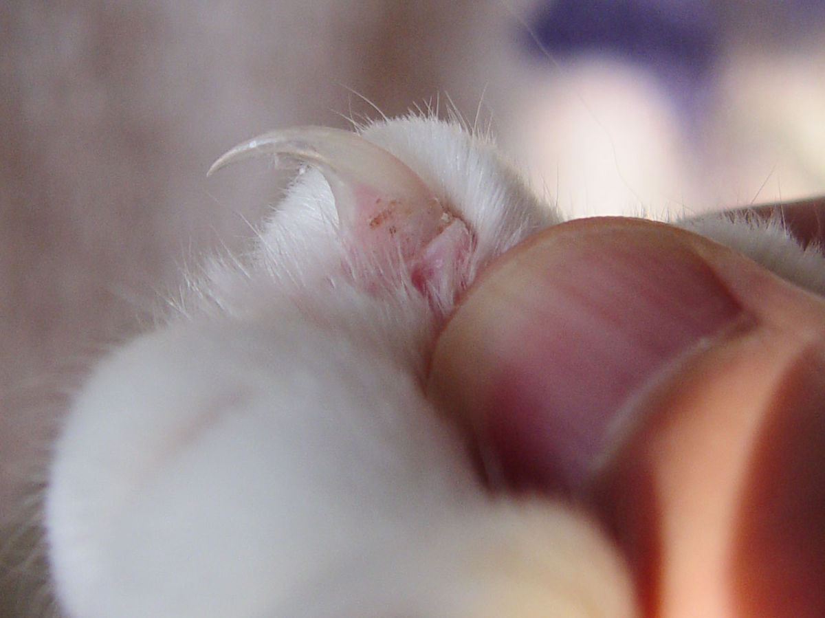 1200px-Cat_claw_closeup.jpg