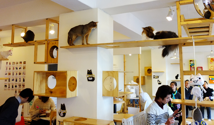 austin-cat-cafe