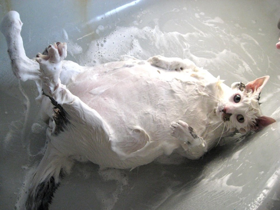 bath-kitty-07.jpg