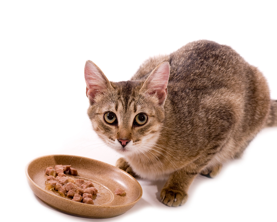 bigstock-Beautiful-bengal-cat-eats-cat-30932675.jpg