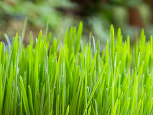 cat_grass_01