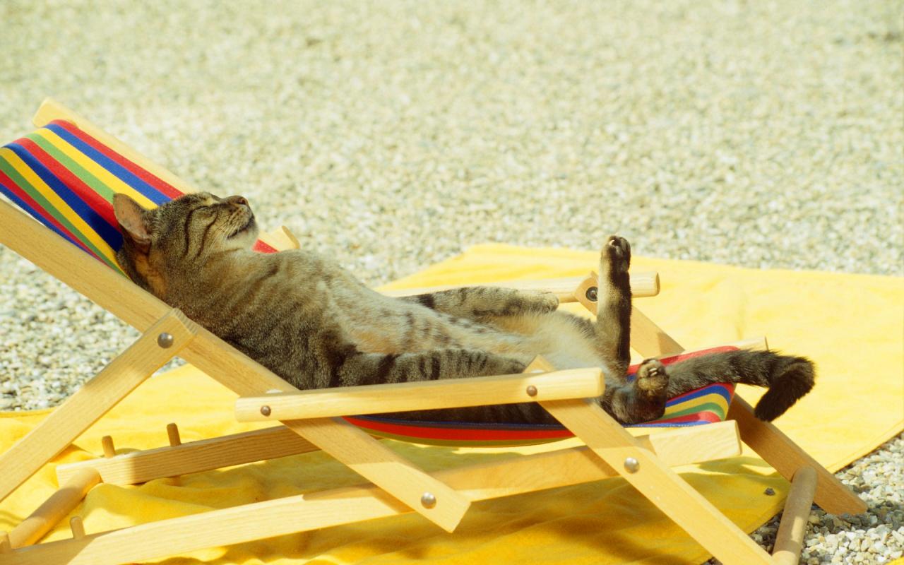 cat_relaxing_under_the_sun_on_the_beach_1920x1200