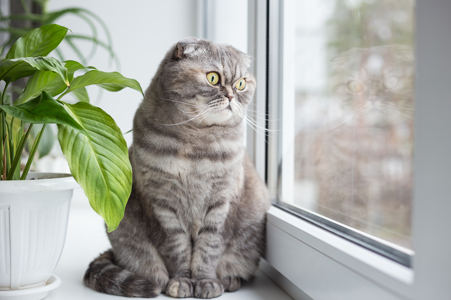 Cat Looks Out The Window.