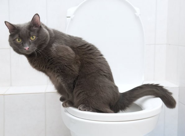 reasons-your-cat-is-not-using-the-litter-box-1.jpg